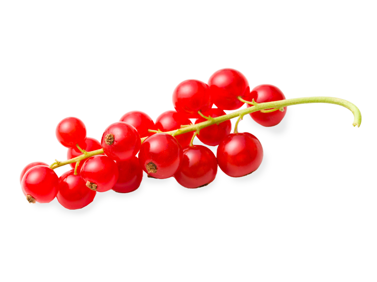 Johannisbeeren