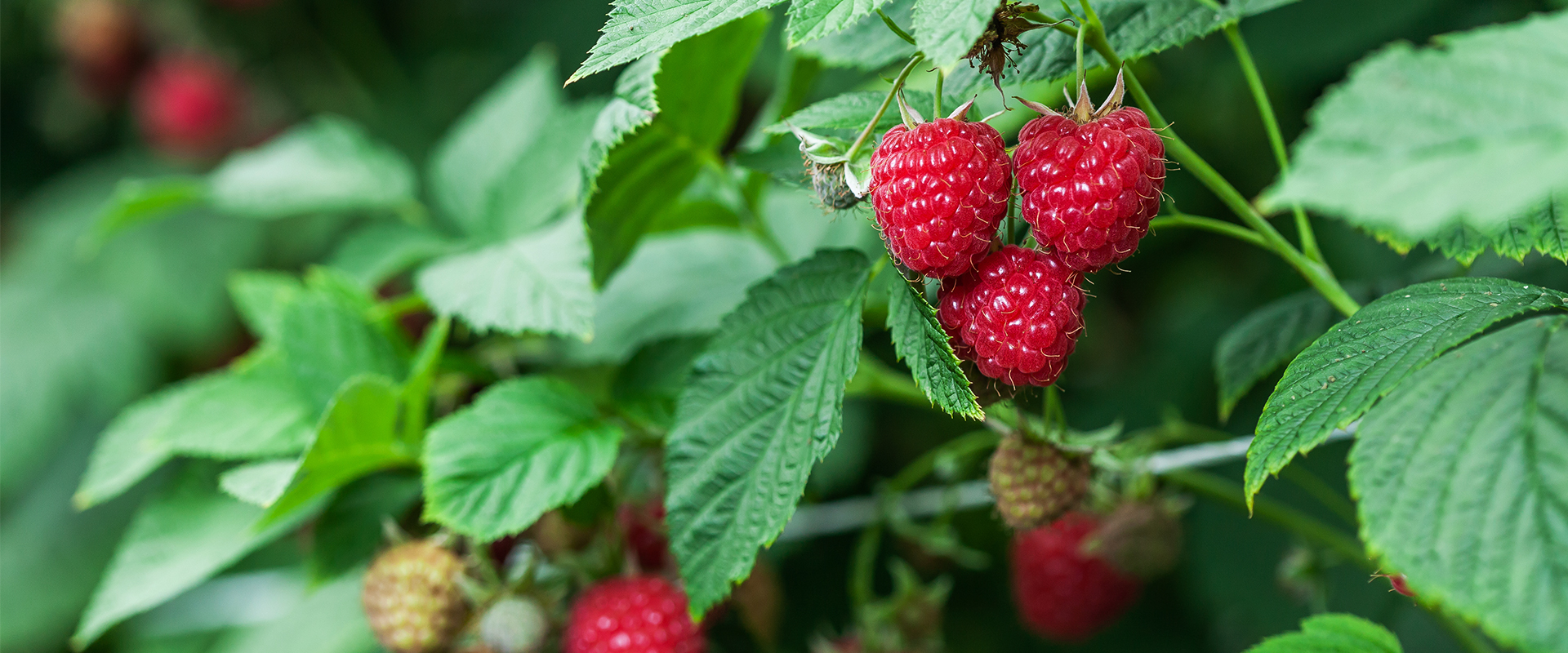 Himbeeren