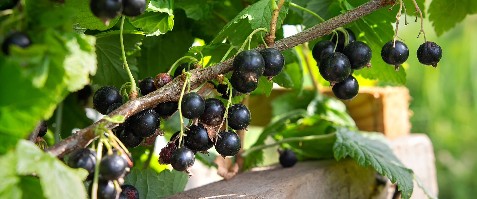 Schwarze Johannisbeere