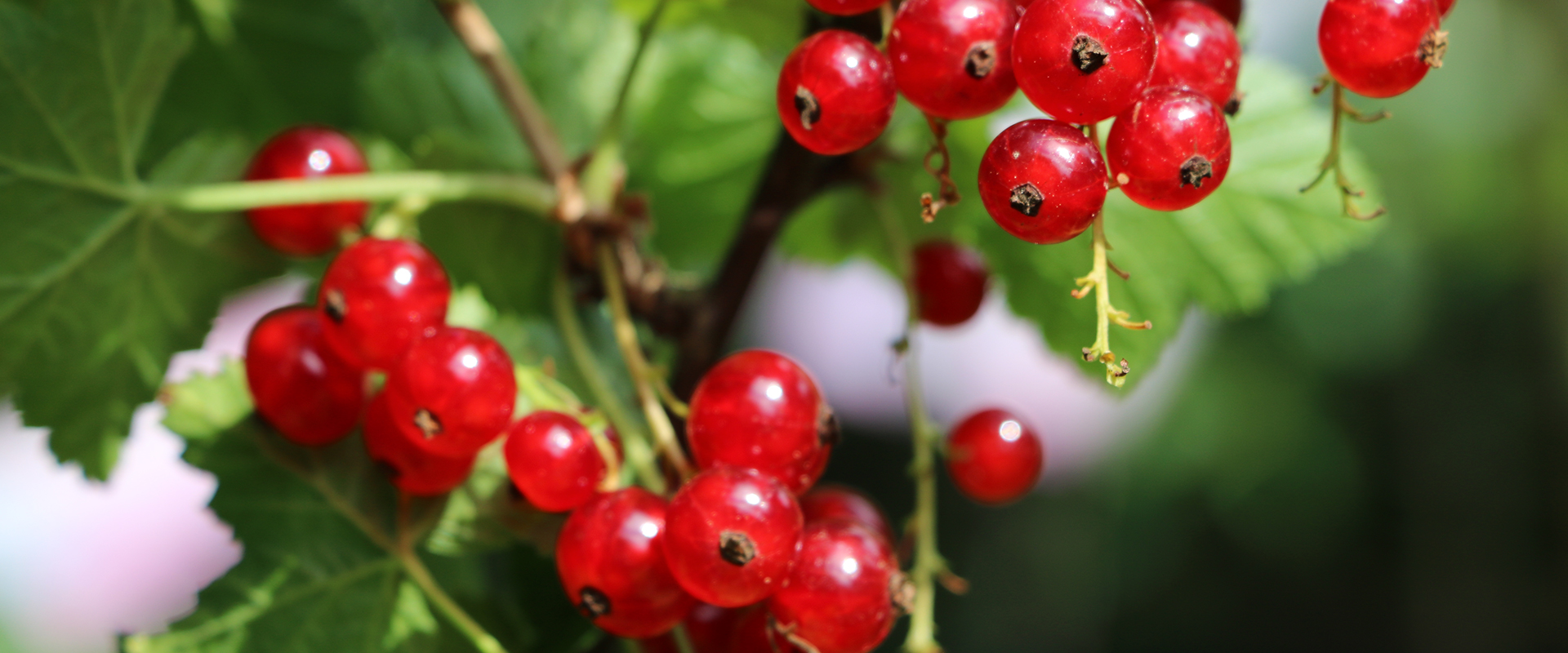 Rote Johannisbeeren