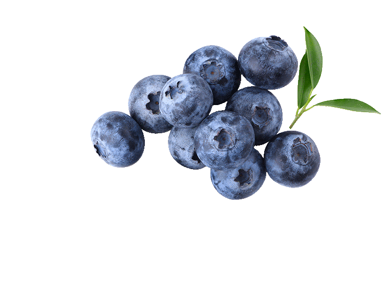 Decoratives-Blaubeeren-Animated