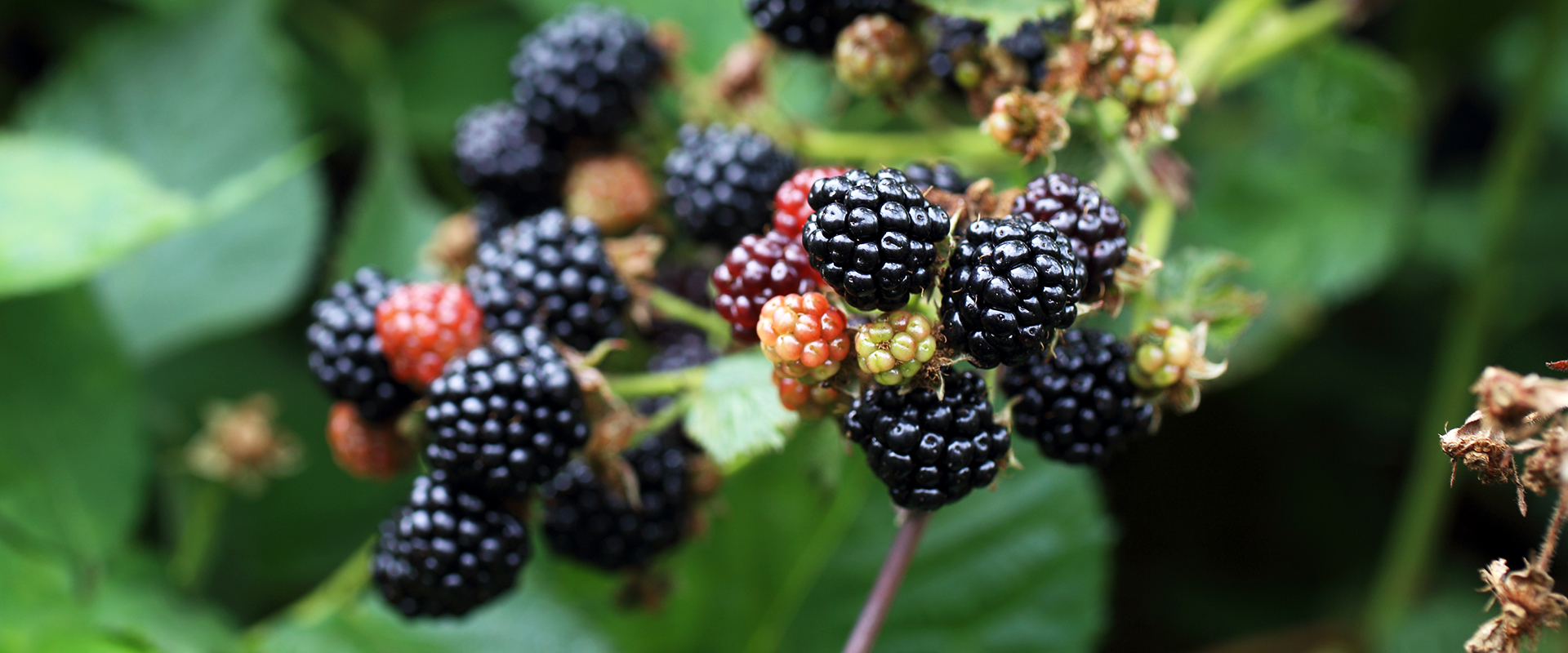 Brombeeren