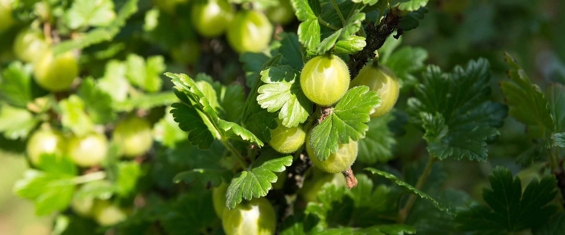 Stachelbeeren